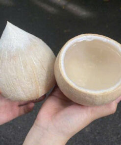 DỪA TRỌC CHỪA CHÓP