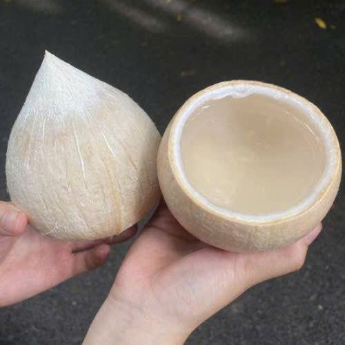 DỪA TRỌC CHỪA CHÓP