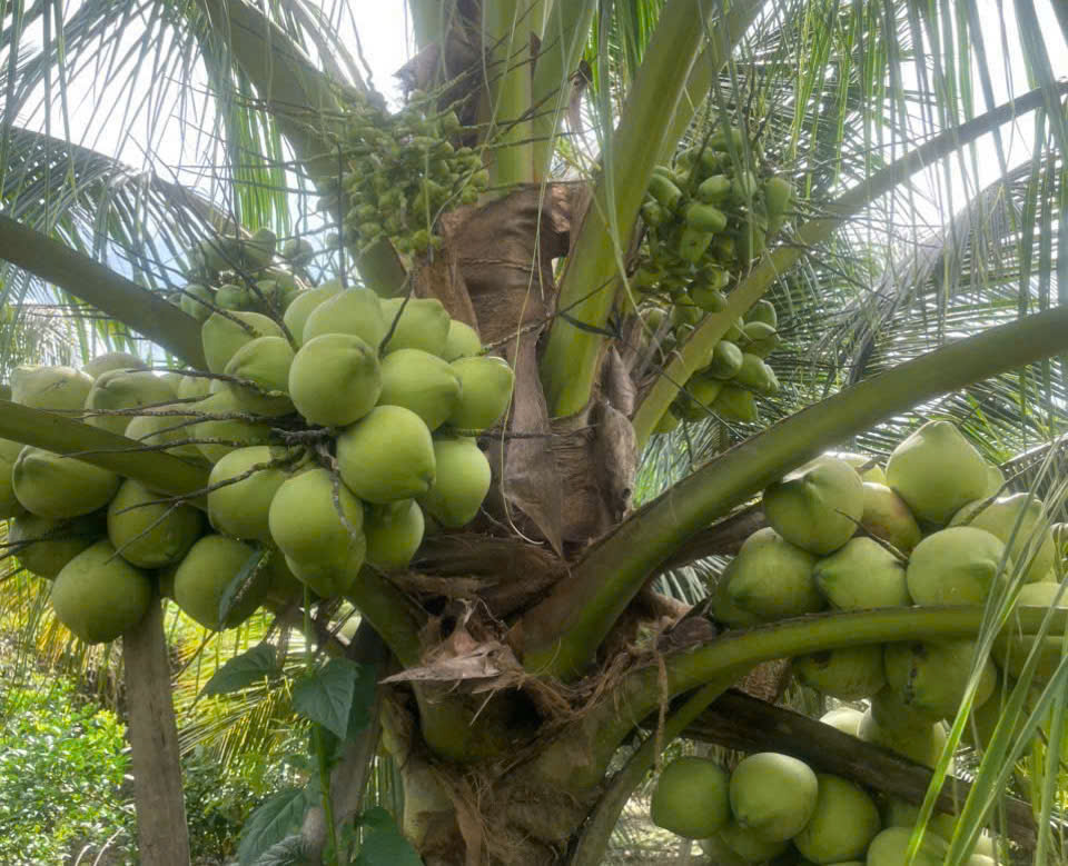 Không có tiêu đề